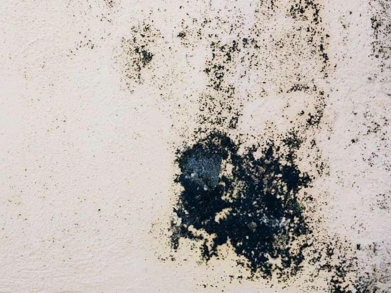 Mold growth in a Wilmington home caused by coastal humidity