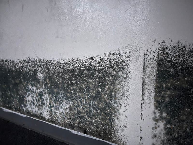 Close-up comparison of mold and mildew growth on a wall surface