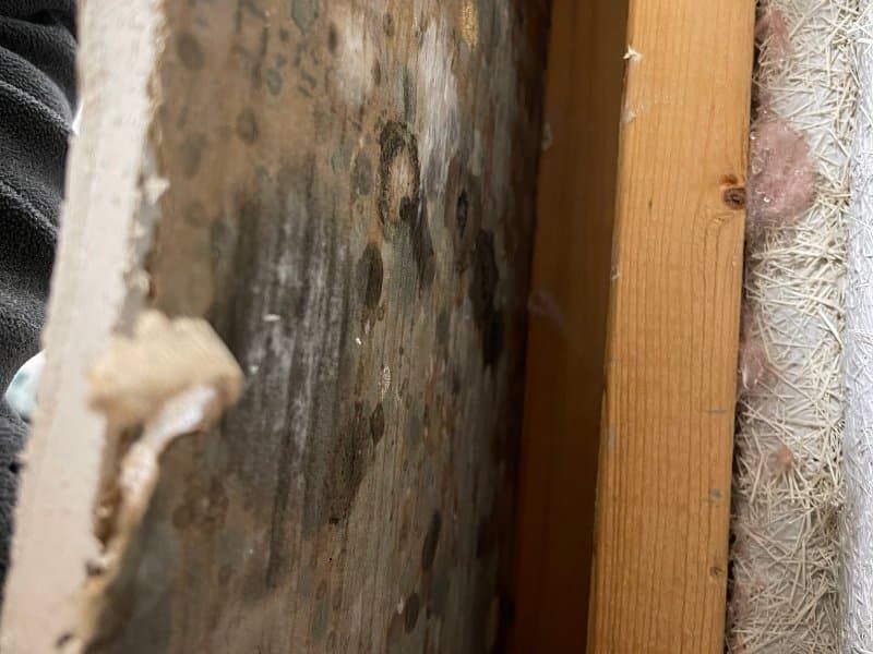 Black mold growth on drywall behind wall framing caused by water intrusion in a Wilmington NC home